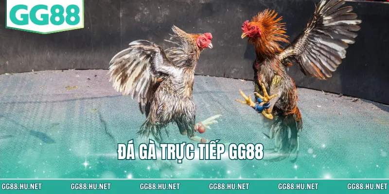 đá gà trực tiếp GG88