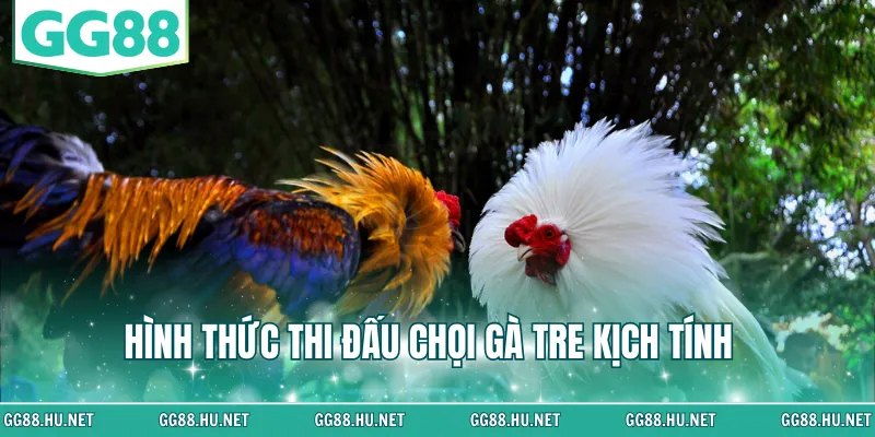 Hình thức thi đấu chọi gà tre kịch tính