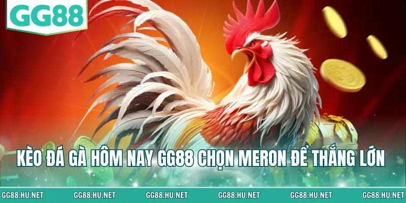 Kèo đá gà hôm nay GG88 chọn Meron để thắng lớn