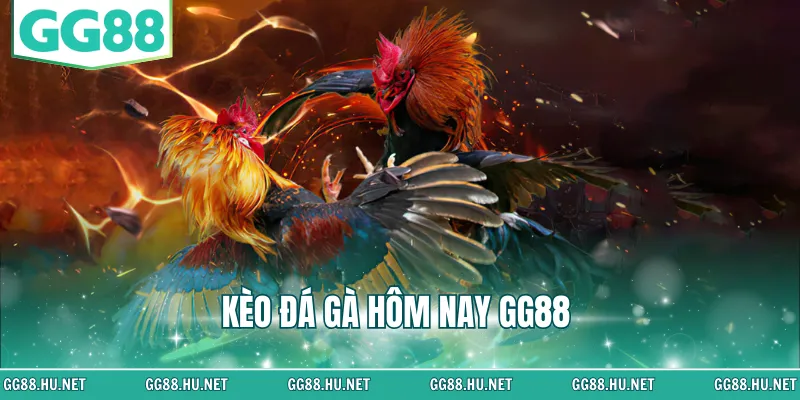 kèo đá gà hôm nay gg88