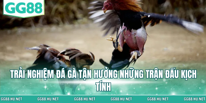 Trải nghiệm đá gà tận hưởng những trận đấu kịch tính