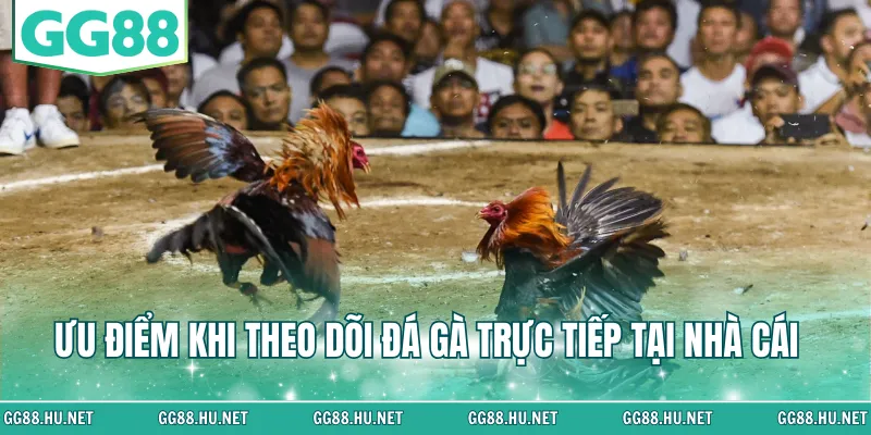 Ưu điểm khi theo dõi đá gà trực tiếp tại nhà cái